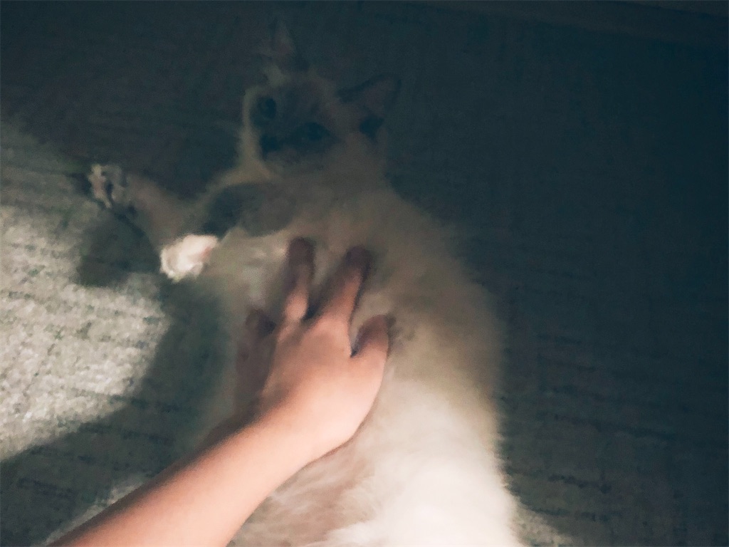 f:id:am161024:20210606014847j:image