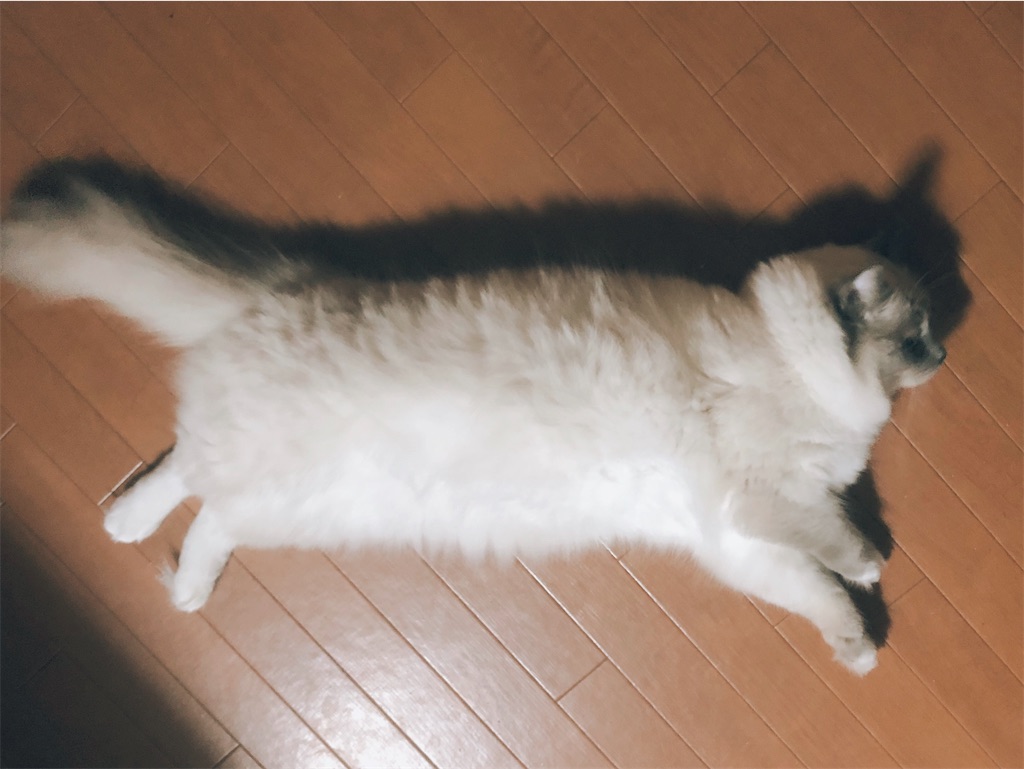 f:id:am161024:20211230172449j:image