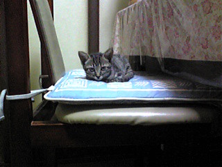 f:id:ama2k46:20080910114641j:image:right f:id:ama2k46:20080910114641j:image:right