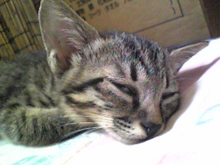 f:id:ama2k46:20080912083530j:image:right f:id:ama2k46:20080912083530j:image:right
