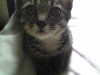 f:id:ama2k46:20080918123120j:image:right f:id:ama2k46:20080918123120j:image:right