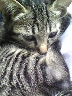 f:id:ama2k46:20080918125345j:image:right f:id:ama2k46:20080918125345j:image:right
