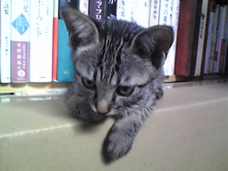 f:id:ama2k46:20080925043155j:image:right