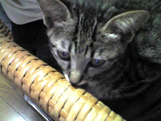 f:id:ama2k46:20081002142550j:image:right