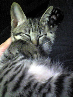 f:id:ama2k46:20081002150731j:image:right