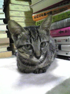 f:id:ama2k46:20081007151525j:image:right f:id:ama2k46:20081007151525j:image:right