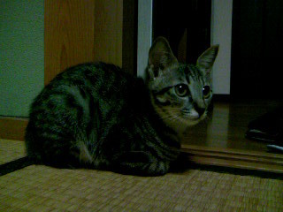 f:id:ama2k46:20081126005028j:image:right f:id:ama2k46:20081126005028j:image:right