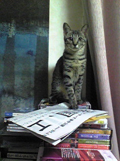 f:id:ama2k46:20081203045200j:image:right