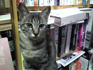 f:id:ama2k46:20081210184323j:image:right