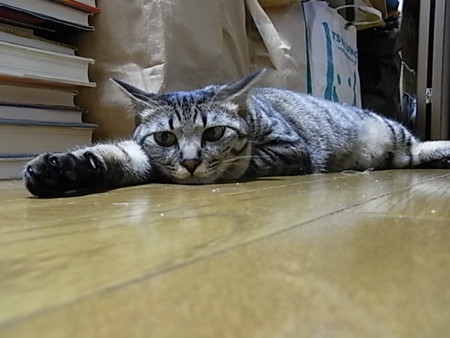 f:id:ama2k46:20090607232915j:image:right
