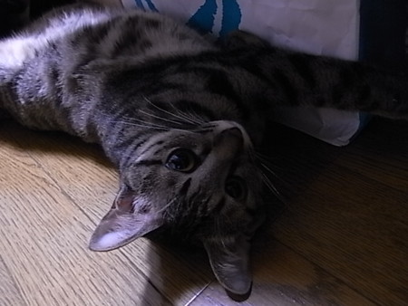 f:id:ama2k46:20090626032518j:image:right