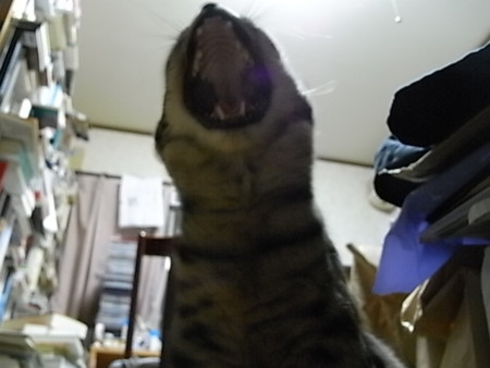 f:id:ama2k46:20090626032608j:image:right f:id:ama2k46:20090626032608j:image:right
