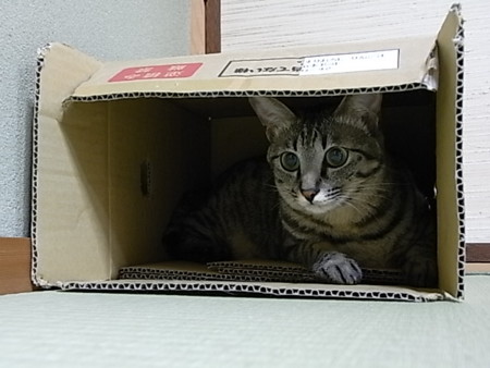 f:id:ama2k46:20090630231407j:image:right f:id:ama2k46:20090630231407j:image:right