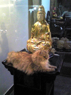 f:id:ama2k46:20100112180602j:image:right
