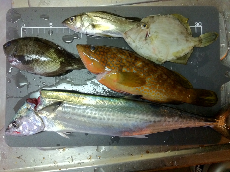 f:id:amadasi:20111001210439j:image:left