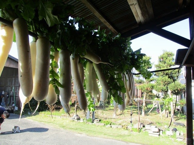 今年もタクアンの仕込み・・・ - 個性を大事に育てることに賛成！な日記