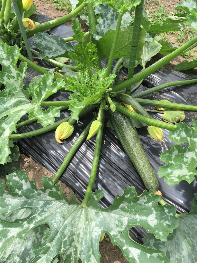 f:id:amago1022:20160624165922j:image