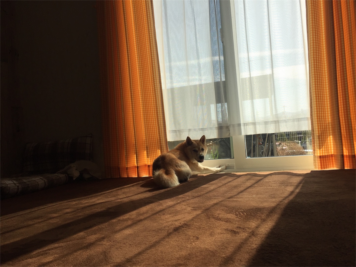 f:id:amago1022:20161028212253j:image