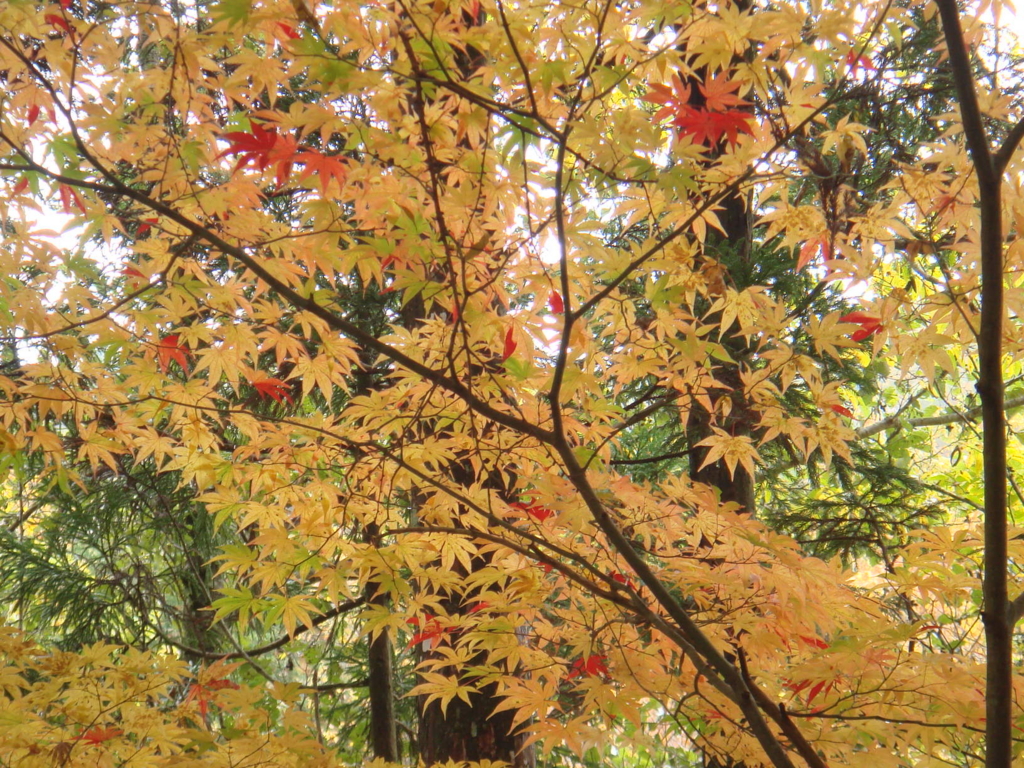 f:id:amago1022:20161028213637j:plain