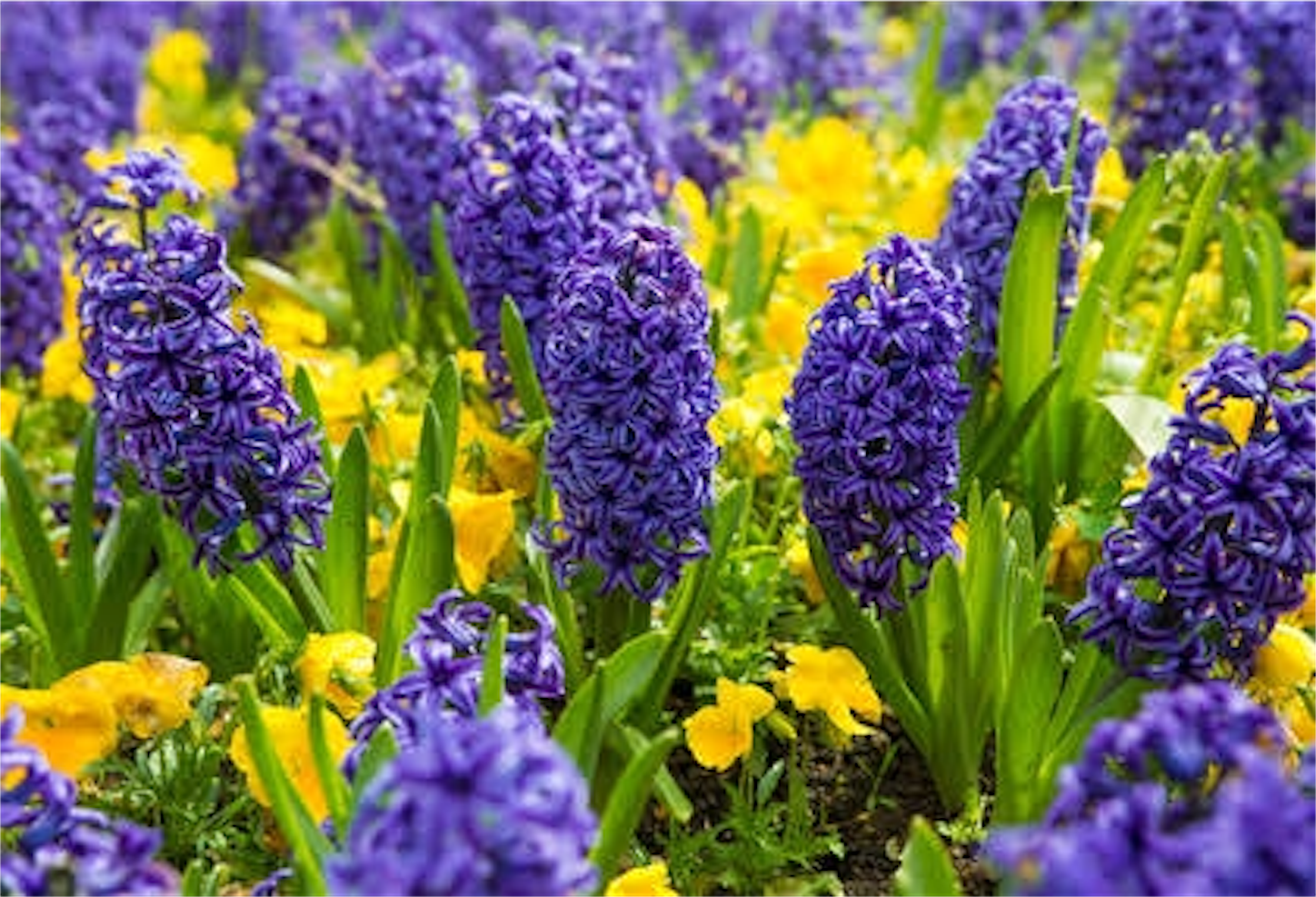 f:id:amago1022:20161118191116p:image