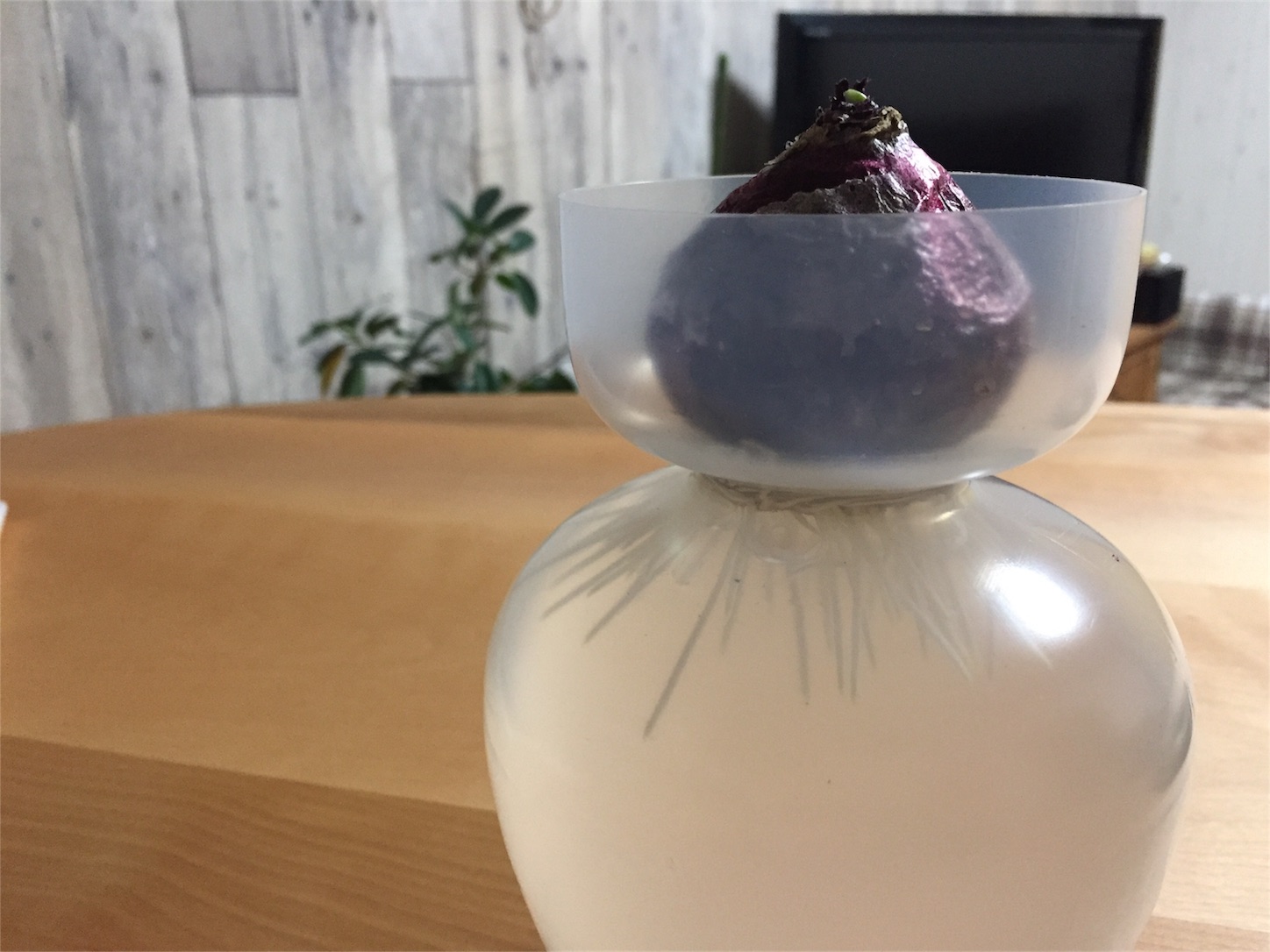 f:id:amago1022:20161118192528j:image