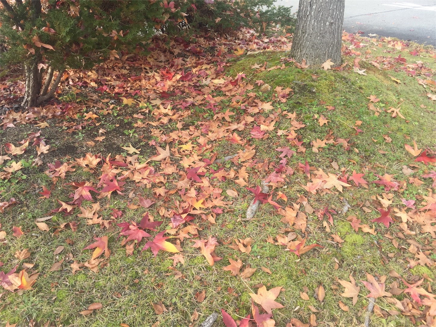 f:id:amago1022:20161121212311j:image