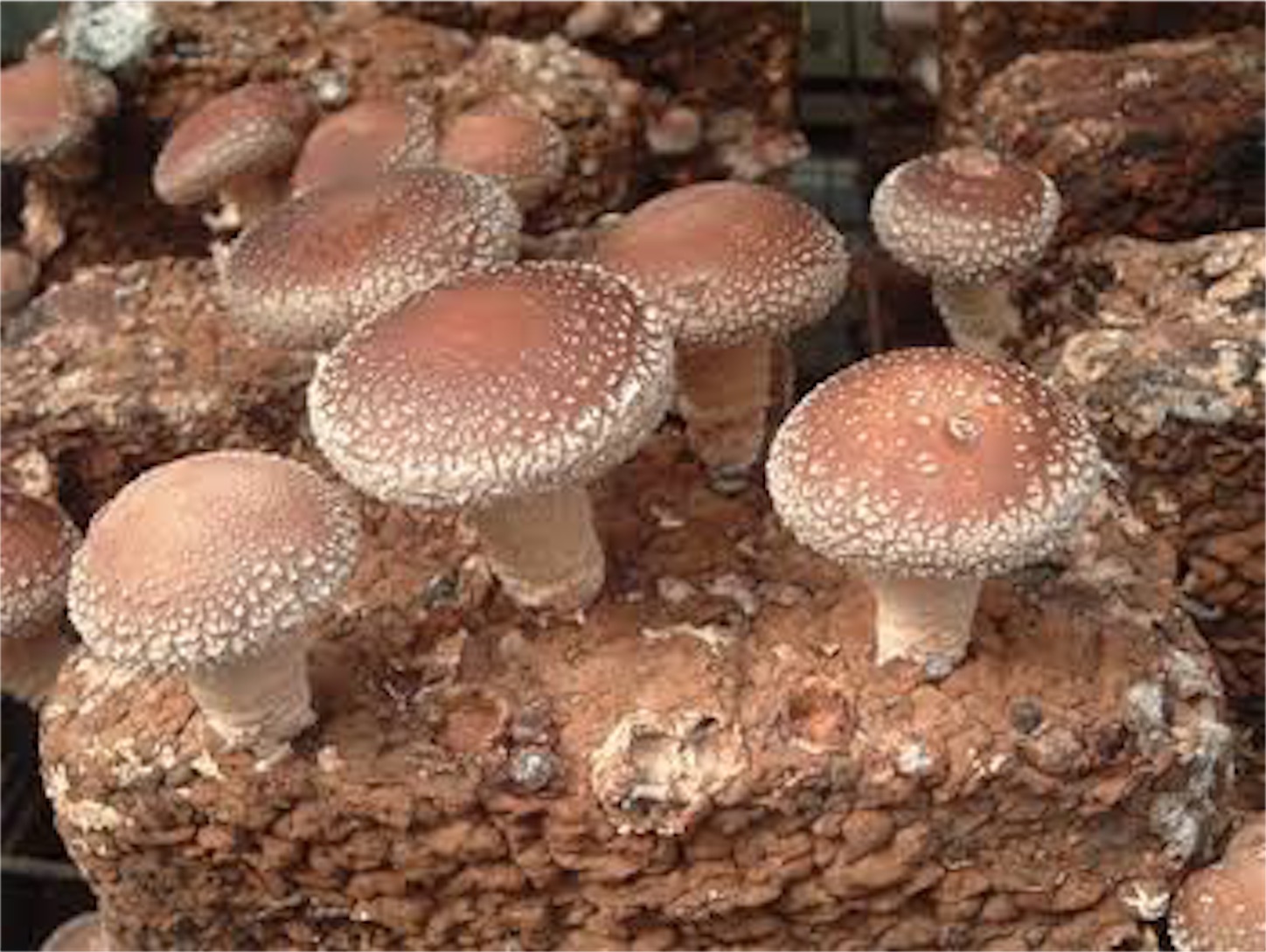 f:id:amago1022:20161121212538j:image