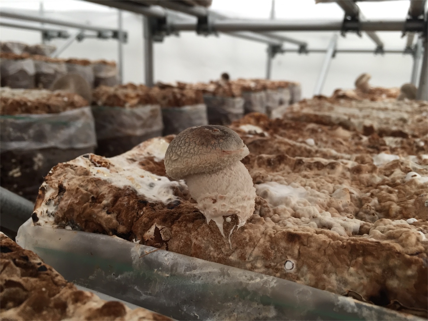 f:id:amago1022:20161121212657j:image