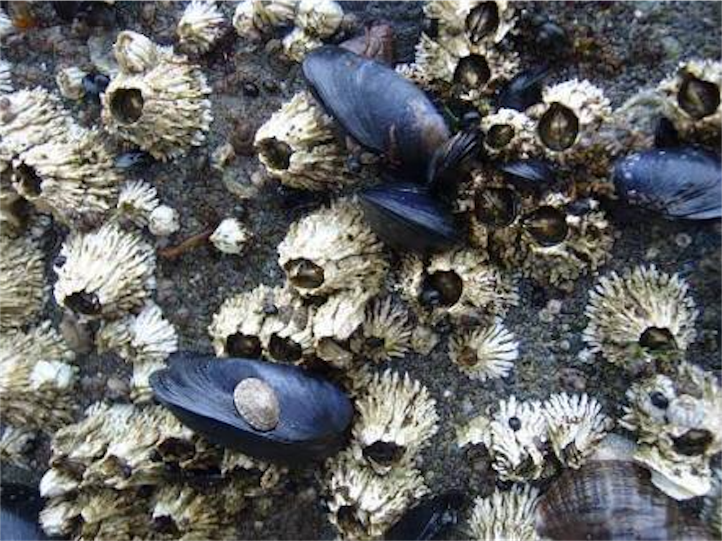 f:id:amago1022:20161130213801p:image