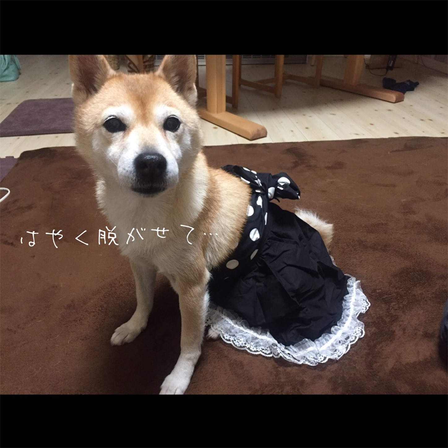 f:id:amago1022:20161213223148j:image