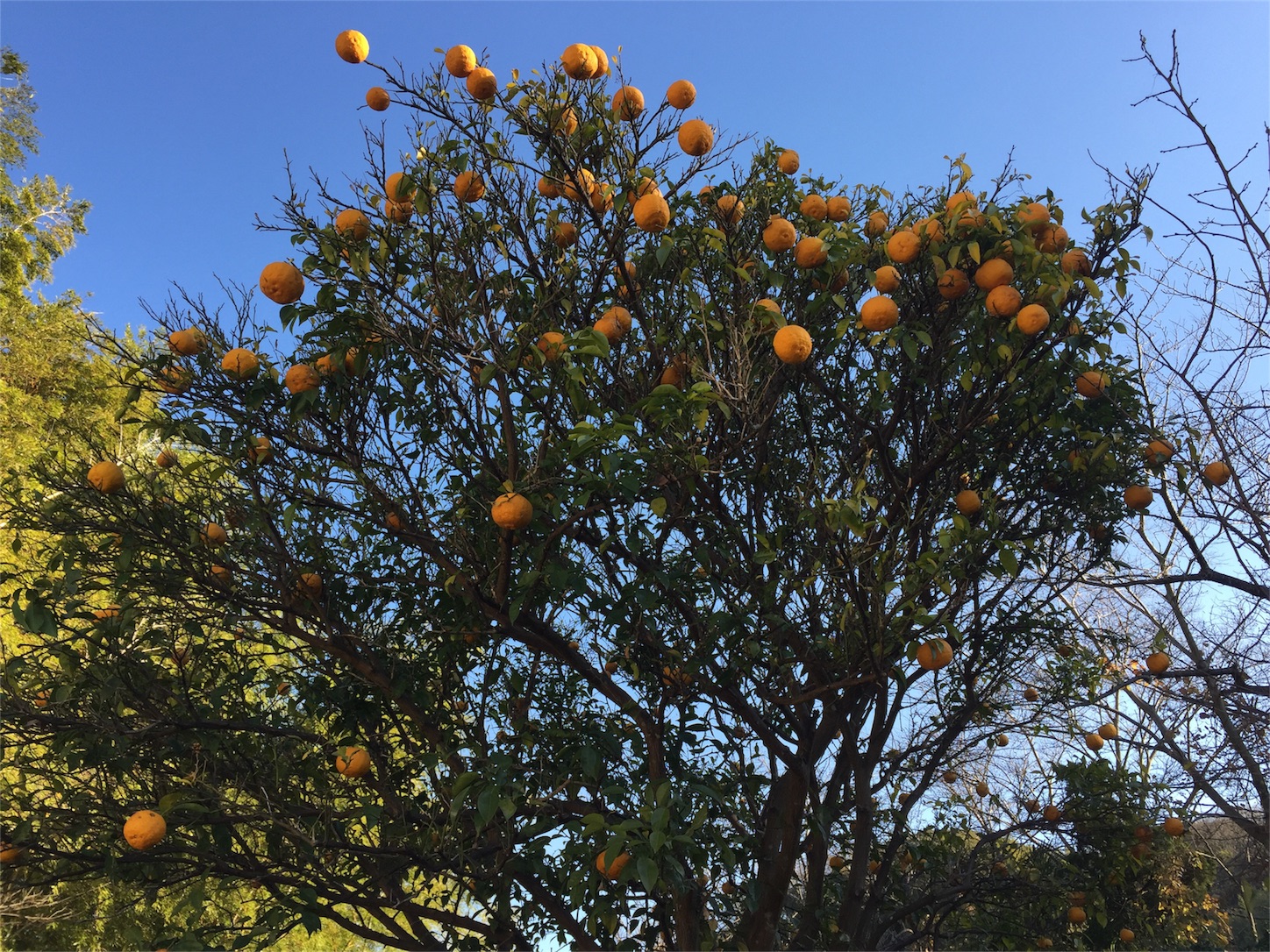 f:id:amago1022:20161231201251j:image