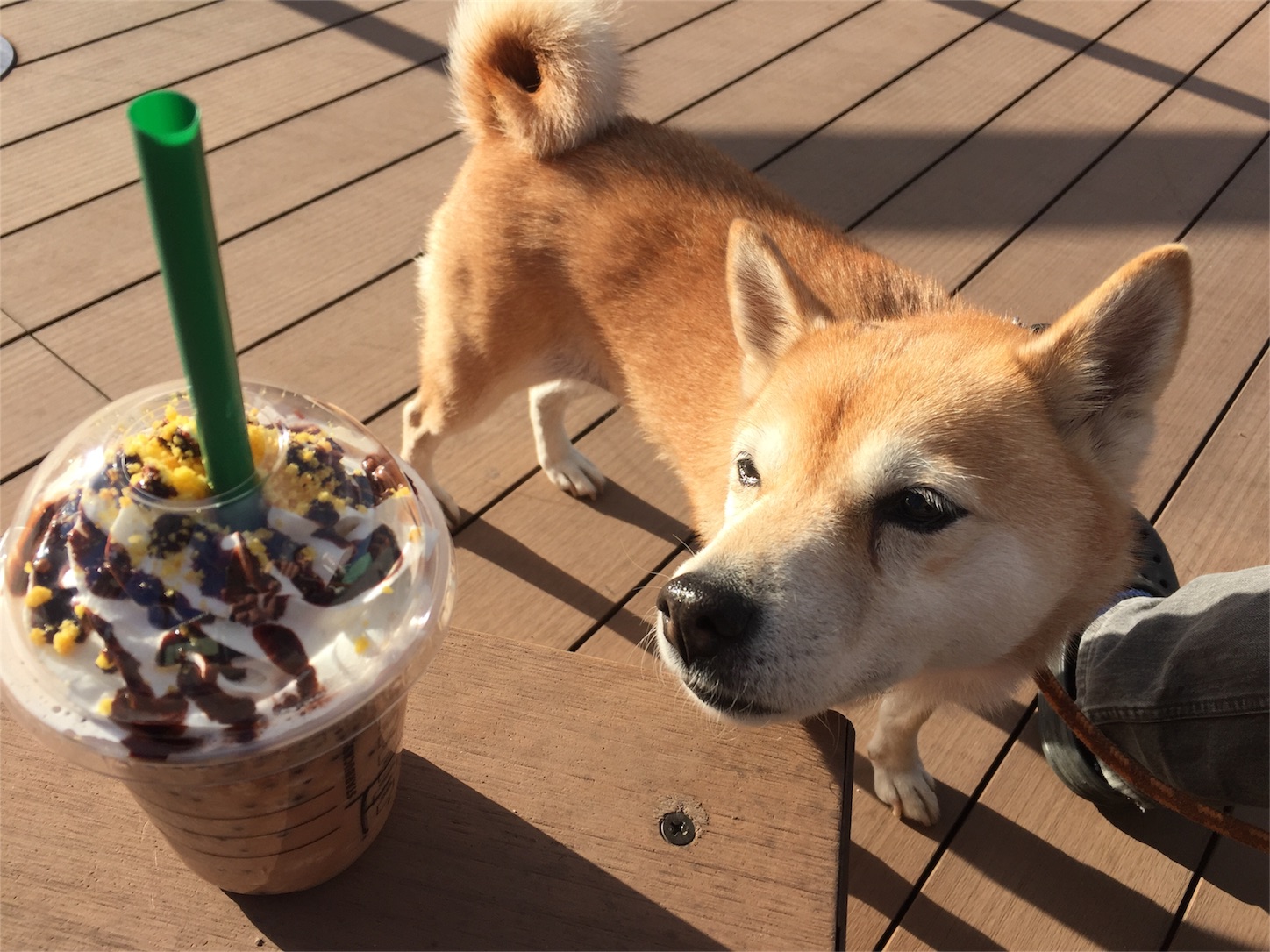 f:id:amago1022:20161231201323j:image