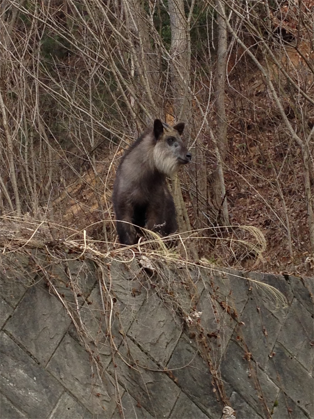 f:id:amago1022:20170323194529j:image