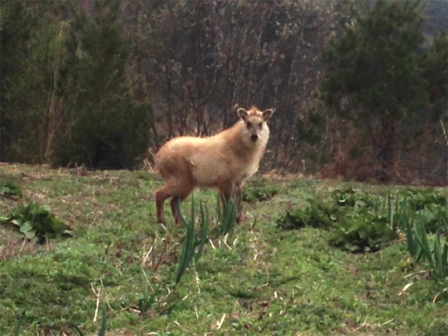 f:id:amago1022:20170323194629j:image