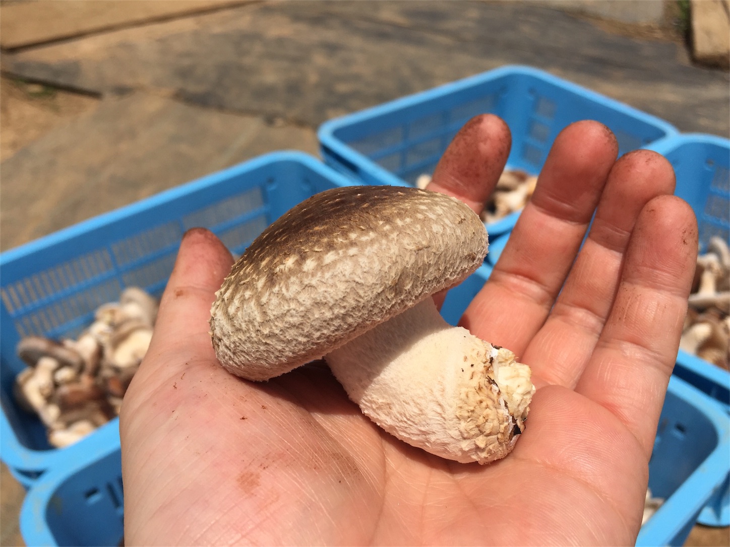 f:id:amago1022:20170506230306j:image