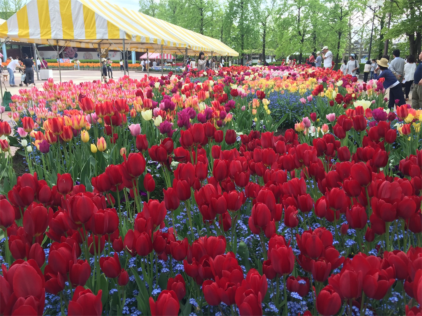 f:id:amago1022:20170506230858j:image