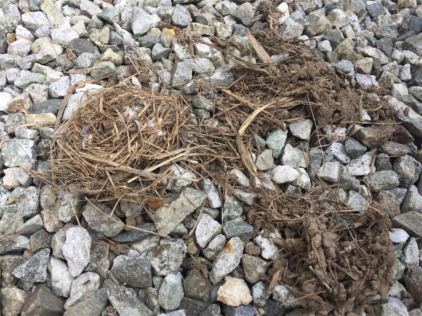 f:id:amago1022:20170528112711j:image