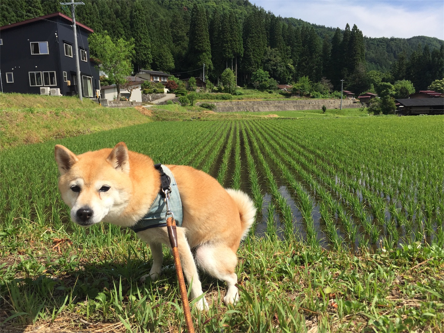 f:id:amago1022:20170629192421j:image