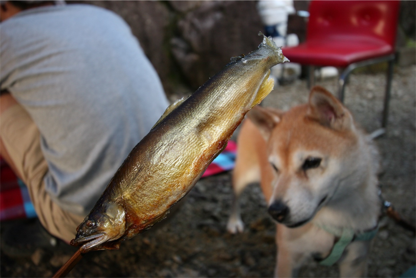 f:id:amago1022:20170820215444j:image