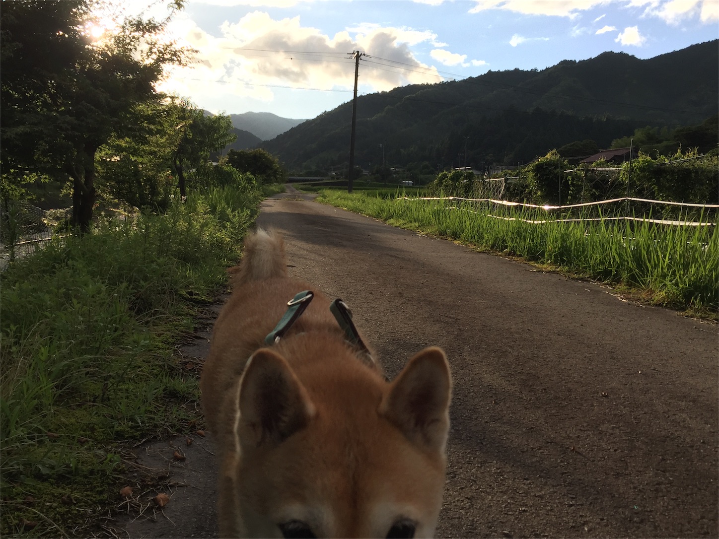 f:id:amago1022:20170820220434j:image