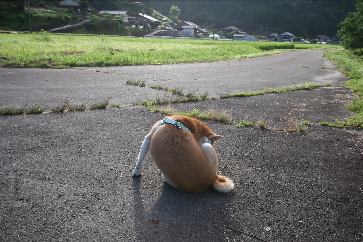 f:id:amago1022:20170820220515j:image