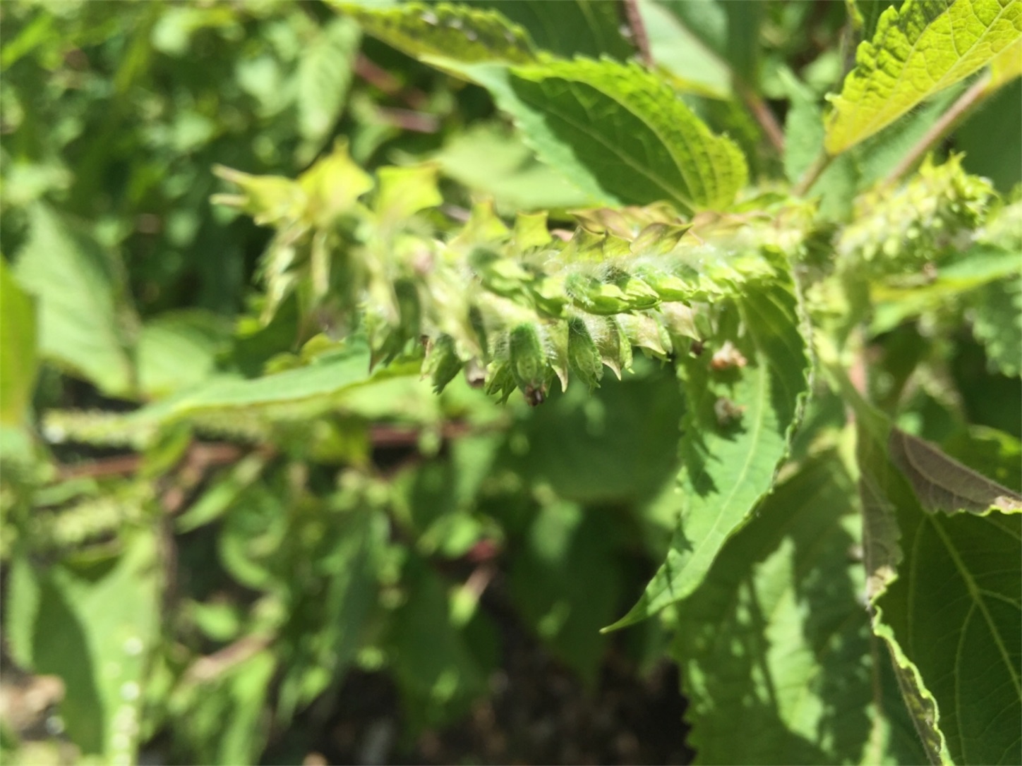 f:id:amago1022:20171020111941j:image