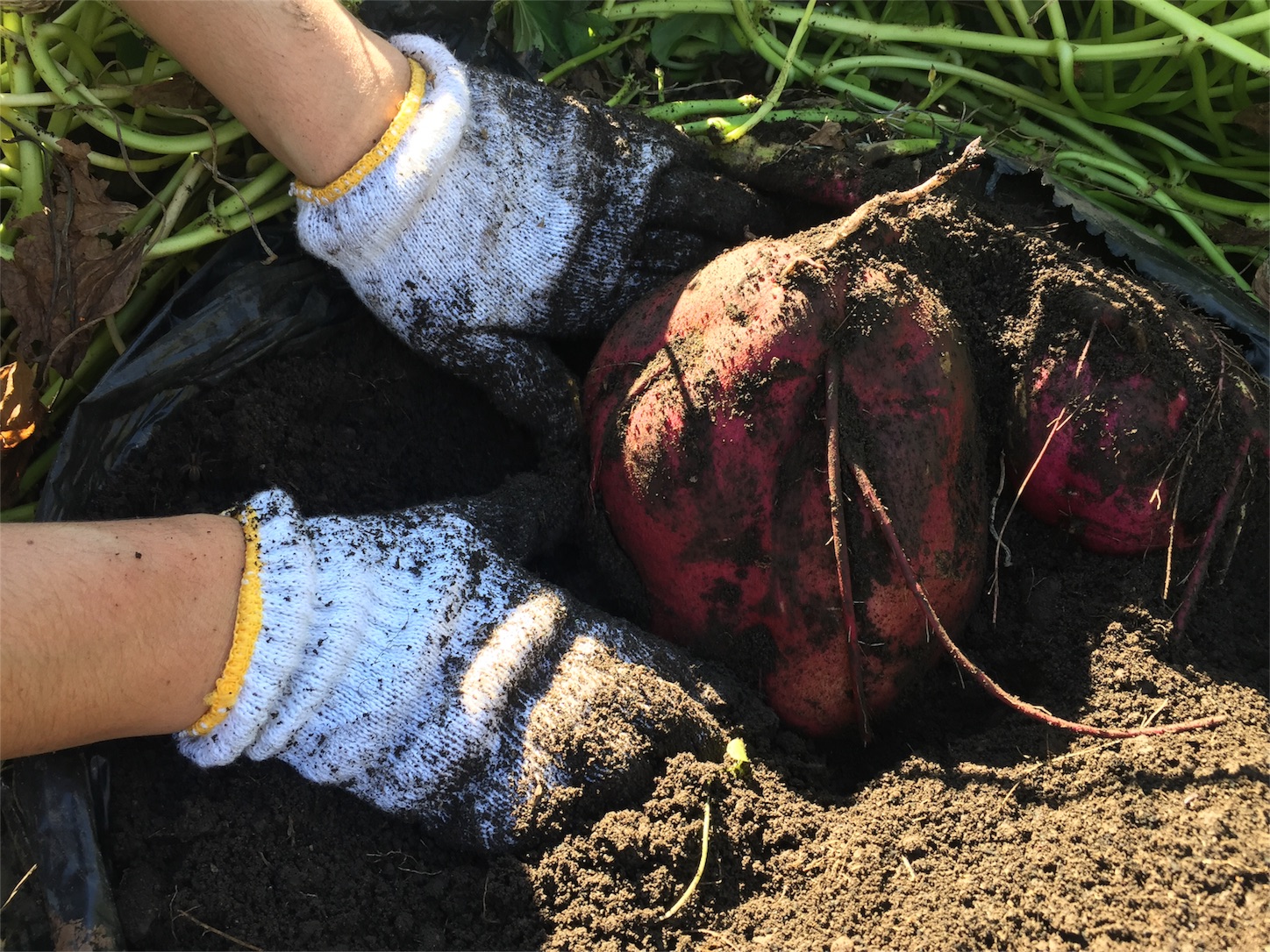 f:id:amago1022:20171109113113j:image