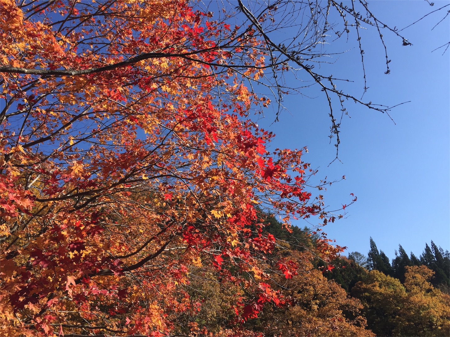 f:id:amago1022:20171109114101j:image