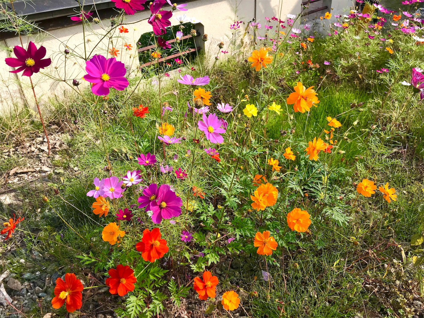 f:id:amago1022:20181023155354j:image