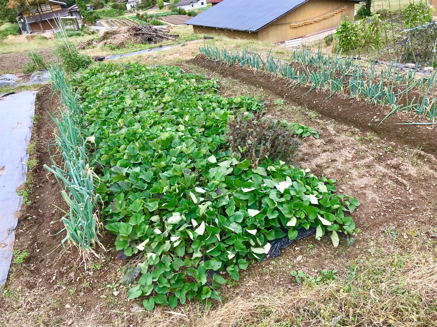 f:id:amago1022:20181023155815j:image