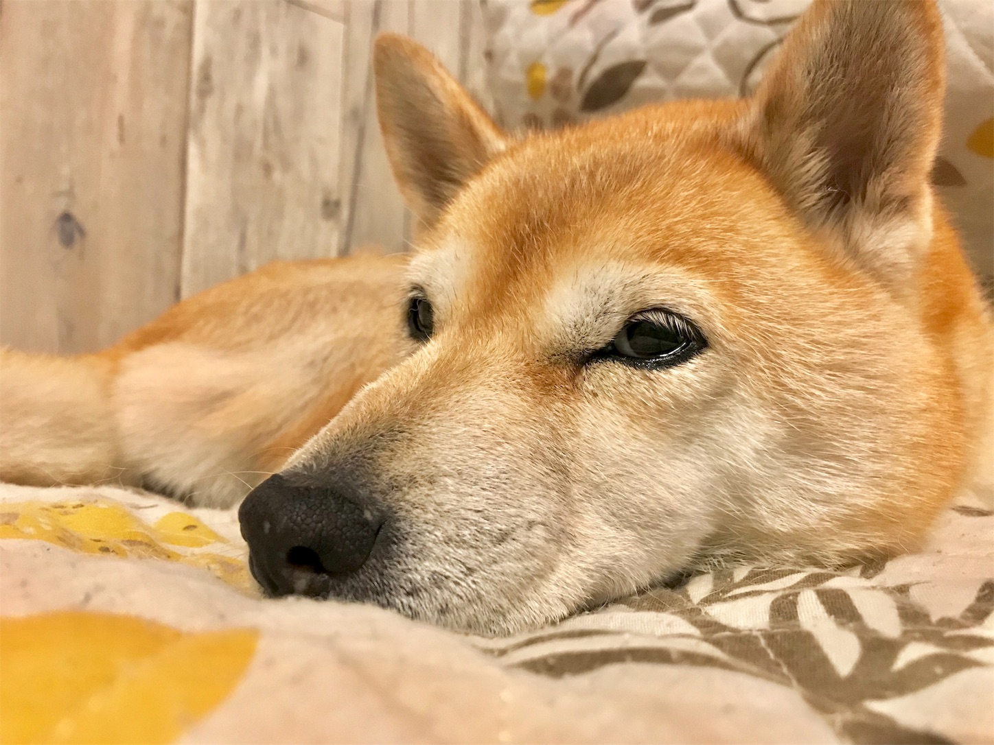 f:id:amago1022:20181023160131j:image