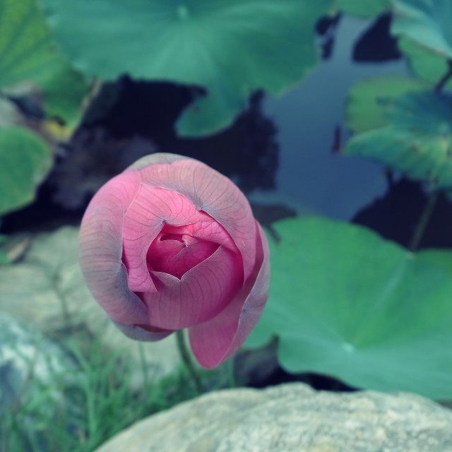 f:id:amahaji:20210705162848j:plain