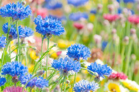 f:id:amai0310:20200331231320j:plain f:id:amai0310:20200331231320j:plain