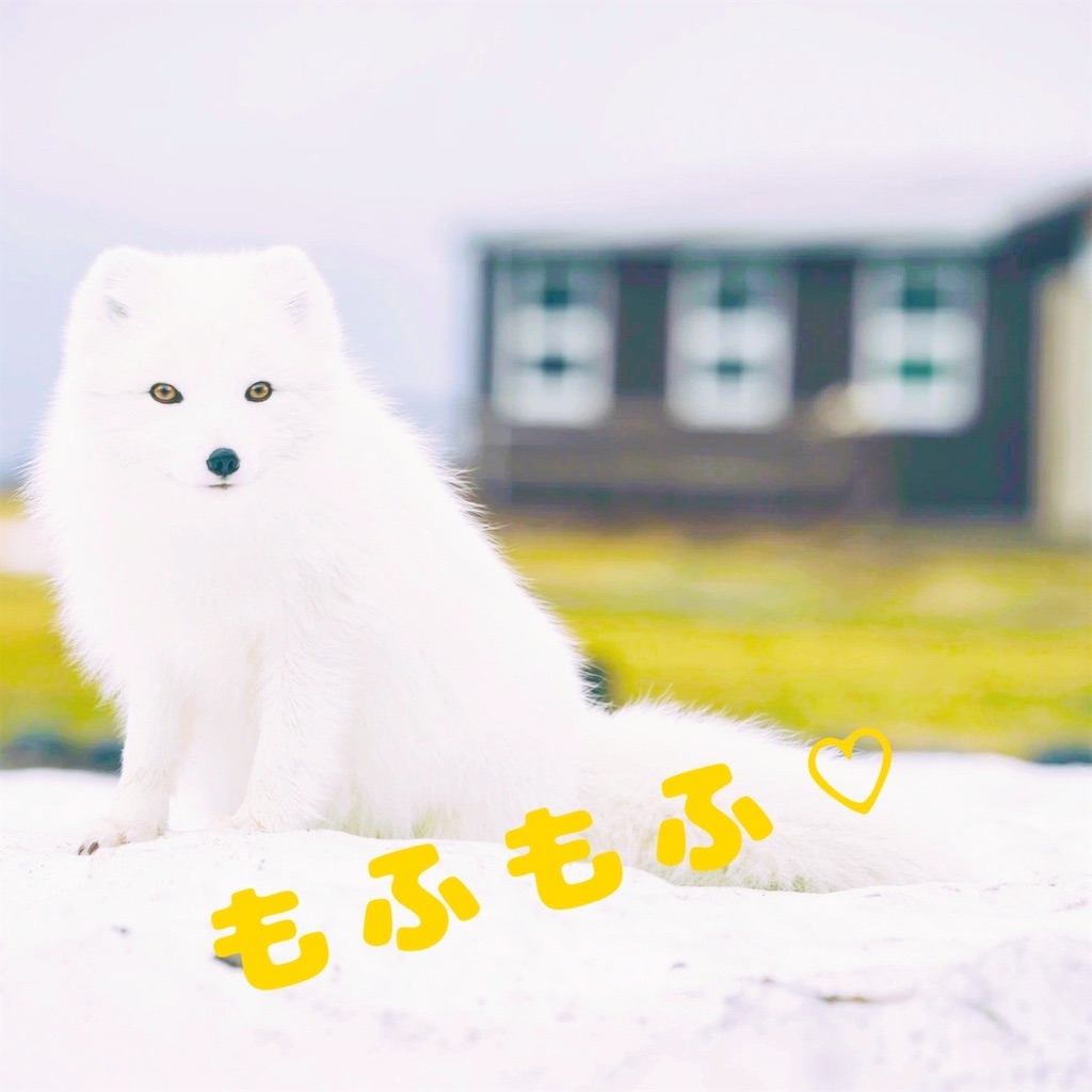 f:id:amai310mizu:20210424171556j:image f:id:amai310mizu:20210424171556j:image
